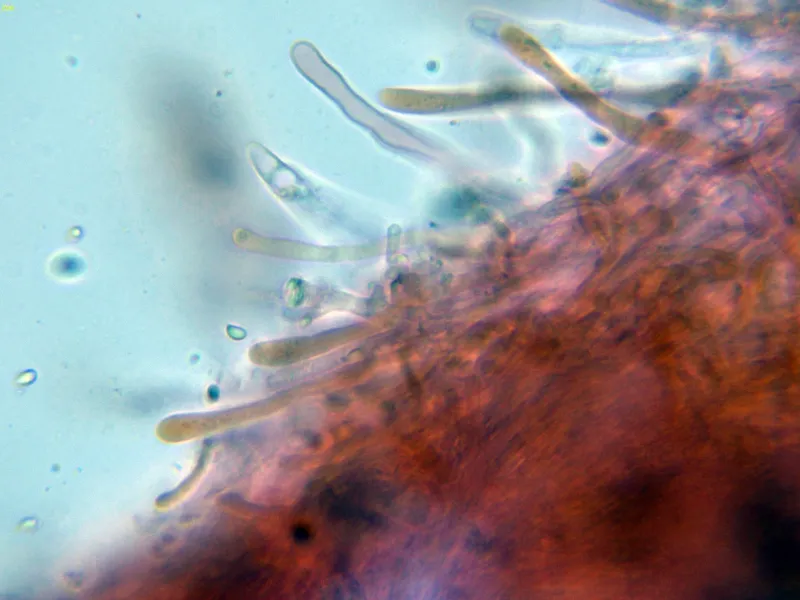 Antrodiella semisupina 10 - Himenio-002